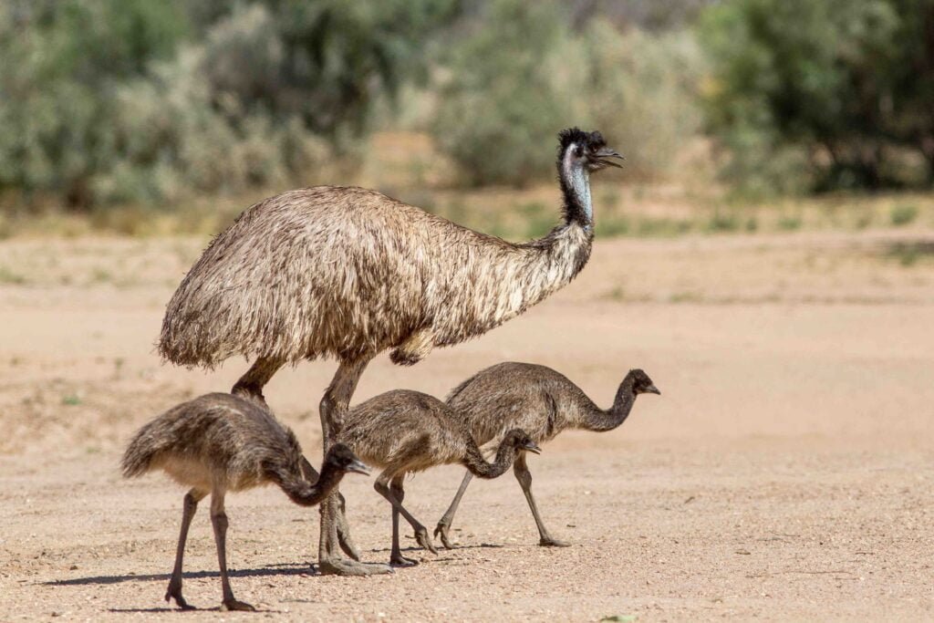 emu-with-chicks