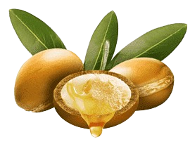 png-clipart-oval-brown-beans